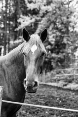 Eläinavusteista toimintaa sairaalakoulun oppilaille