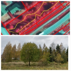 Itsenäisyyden juhlavuoden puiston kehittäminen Paattisilla