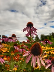 Aistipuutarha Koroisiin