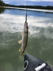 Aurajoki kutsuu kalaan