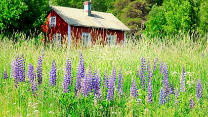 Lupiineiden vähentäminen Turussa