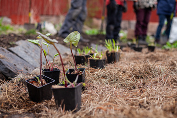 Huolenpitoa maasta: ilmaisia viljelypalstoja ja tapahtumasarja